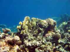 珊瑚礁黄色的火珊瑚底热带海蓝色的水背景