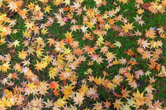 日本枫木树叶子地面