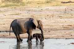 非洲大象婴儿大象喝水潭