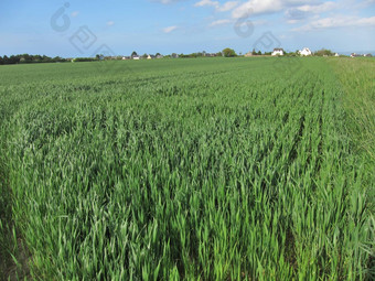 小麦场
