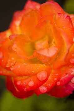 红色的橙色玫瑰花水滴
