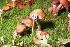 蘑菇莱奇纳姆carpini