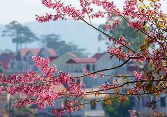 美丽的花粉红色的樱桃开花大叻春天