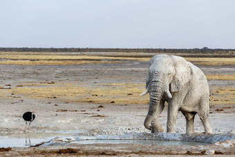 白色非洲大象埃托沙水潭