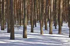 冬天森林