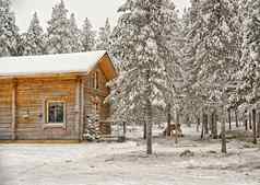 驯鹿木材房子冬天拉普兰