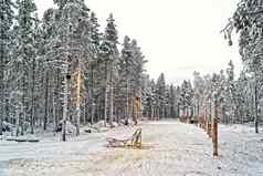 雪橇雪谷芬兰拉普兰冬天
