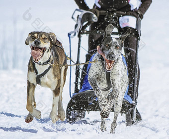 雪橇狗速度赛车莫斯瑞士