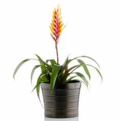 bromelia花