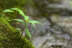 小植物苔藓岩石