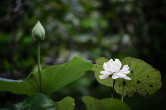白色莲花花雨