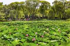 莲花花园夏天宫北京中国