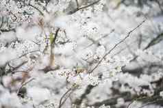 日本白色花鸟