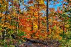 集合美丽的色彩斑斓的秋天叶子