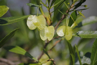 银cluster-leaf榄<strong>仁</strong>树属sericea