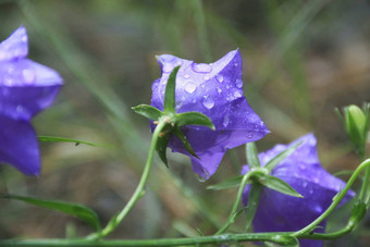 钟花树