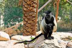 黑白疣猴猴子坐着棕榈树动物园