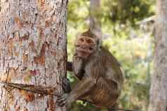小伤心猴子坐着绳子系树树干