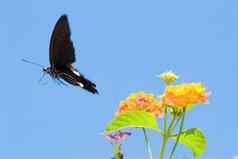 概念自由燕尾服蝴蝶免费的飞行
