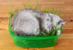 小猫睡觉草