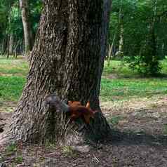 红色的松鼠坐着树