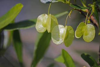 银cluster-leaf榄<strong>仁</strong>树属sericea