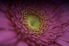 紫色的花托斯卡纳花园