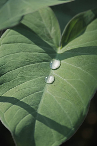 芋头叶子芋属耐糖