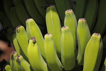 绿色水果香蕉