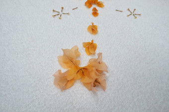 橙色花花瓣设计
