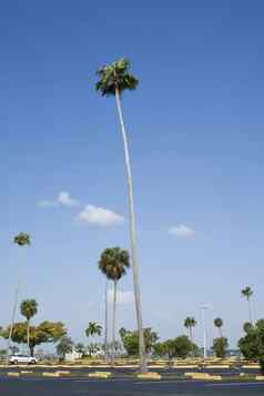 孤独的皇家棕榈树