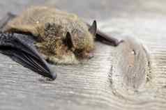 动物蝙蝠更锐利伏翼pipistrellus纳图西