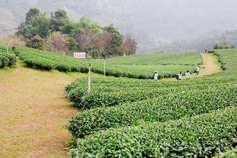 绿色茶种植园景观