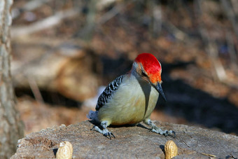 红腹啄木鸟美拉内普斯卡罗来纳州
