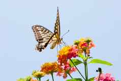 色彩斑斓的燕尾服蝴蝶飞行喂养花