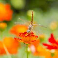 蜻蜓橙色花橙色花背景
