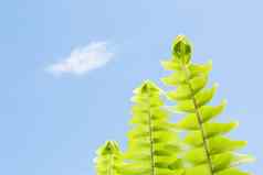新鲜的蕨类植物叶子行蓝色的天空