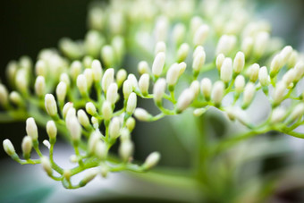 关闭山茱萸白色花味蕾