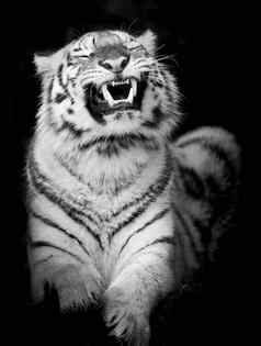 黑色的白色老虎