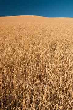 金小麦场蓝色的天空惠特曼县华盛顿美国