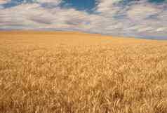成熟的小麦云惠特曼县华盛顿美国