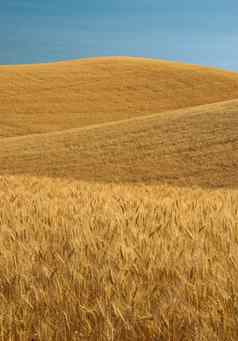 金小麦字段蓝色的天空惠特曼县华盛顿美国