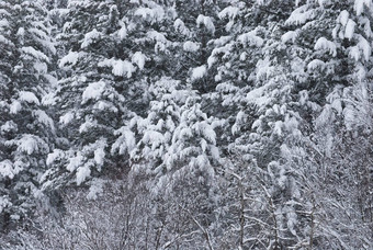 <strong>雪</strong>覆盖树早期春天<strong>雪</strong>风暴<strong>加</strong>勒廷国家森林<strong>加</strong>勒廷县蒙大拿美国