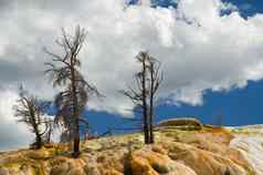 死松树前调色板弹簧黄石公园国家公园公园县怀俄明美国