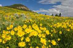 草地完整的盛开的山金车花黄石公园国家公园公园县怀俄明美国
