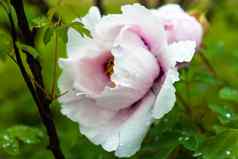 苍白的粉红色的牡丹花滴露水