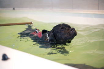 狗海水浴疗法