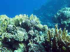 色彩斑斓的珊瑚礁硬珊瑚底热带