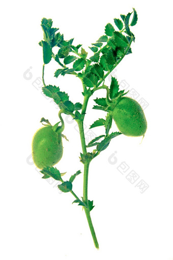 植物豆子cicer阿里提努姆