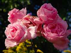 盛开的枯萎粉红色的玫瑰